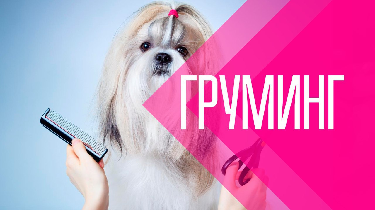 Груминг в клинике НикаВет